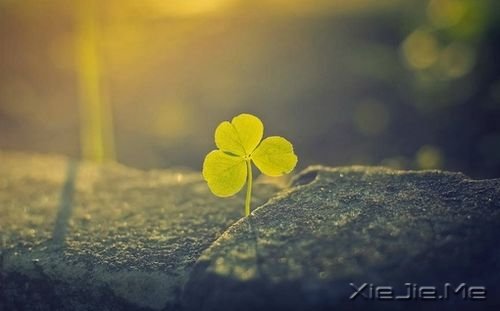 С����ͼƬ (8)